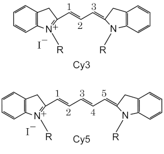 5'-Cy3-Oligo d(T)20 - 25 ug.