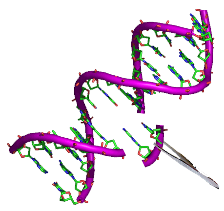 Tetanus (TT) peptide (AA: Gln-Tyr-Ile-Lys-Ala-Asn-Ser-Lys-Phe-Ile-Gly-Ile-Phe-Glu) (MW: 1657 95) - 5mG.